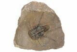 Flying Ceratonurus Trilobite - Top Quality Prep #213171-4
